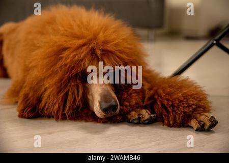 Un barboncino reale dai capelli castani giace sul pavimento con la testa appoggiata sulle zampe. Foto Stock