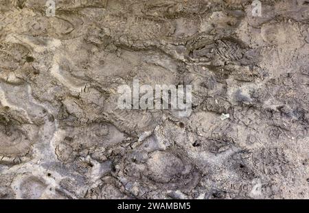 Segnare i piedi sul sentiero della giungla. Stampe di scarpe su ghiaia bagnata o fango nelle zone di montagna all'aperto Foto Stock