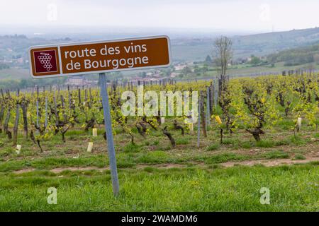 Strada del vino vicino a Saint-Veran e Macon, Borgogna, Francia Foto Stock