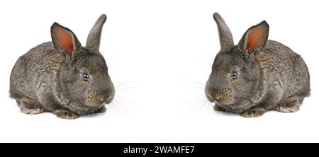Piccoli conigli domestici isolati su sfondo bianco. Collage. Foto grandangolare. Foto Stock