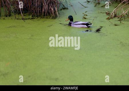 Un drake nuota in un canale ricoperto di anatra Foto Stock