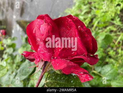 Una rosa rossa vibrante in un lussureggiante giardino verde è ricoperta da scintillanti gocce di pioggia, le scintillanti gocce d'acqua creano un aspetto etereo Foto Stock
