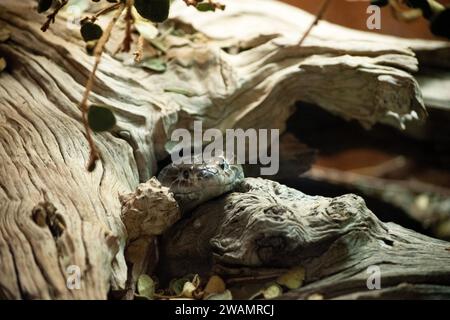 Il serpente tigre (Notechis scutatus) è un serpente grande e altamente velenoso dell'Australia meridionale, Foto Stock