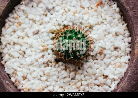 Piccolo cactus rotondo verde crescono in un recipiente decorato con ciottoli bianchi vista dall'alto. Piante da casa che crescono in un giardino, coltivazione, concetto di cura delle piante Foto Stock