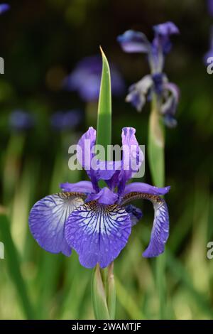 Fiori di Iris blu, viola, gocce di pioggia sui petali, giardino di fiori lunari dopo la pioggia, erba verde alta, steli di fiori, fiori, petali in fiore. Foto Stock