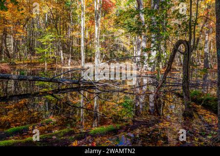 Gum Swamp a Cades Cove, Great Smoky Mountains National Park Foto Stock