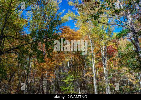 Gum Swamp a Cades Cove, Great Smoky Mountains National Park Foto Stock
