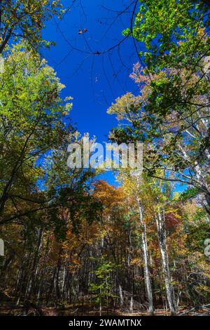 Gum Swamp a Cades Cove, Great Smoky Mountains National Park Foto Stock