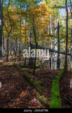 Gum Swamp a Cades Cove, Great Smoky Mountains National Park Foto Stock