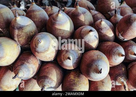 Alcune noci di cocco babassu, Attalea speciosa, frutti drupacei con semi oleosi e commestibili. Foto Stock