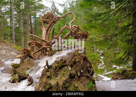 Scenario di un grande albero che cadde a causa dei forti venti. Foto Stock