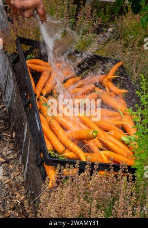 Lavare le carote fresche raccolte utilizzando un tubo flessibile e un vassoio di plastica Foto Stock