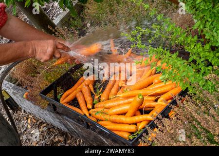 Lavare le carote fresche raccolte utilizzando un tubo flessibile e un vassoio di plastica Foto Stock