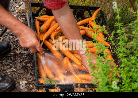 Lavare le carote fresche raccolte utilizzando un tubo flessibile e un vassoio di plastica Foto Stock