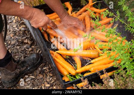 Lavare le carote fresche raccolte utilizzando un tubo flessibile e un vassoio di plastica Foto Stock