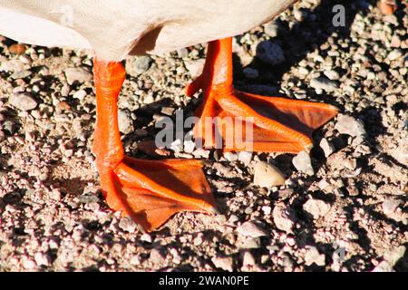 Un primo piano di piedi d'anatra, piedi a trama nella sabbia Foto Stock