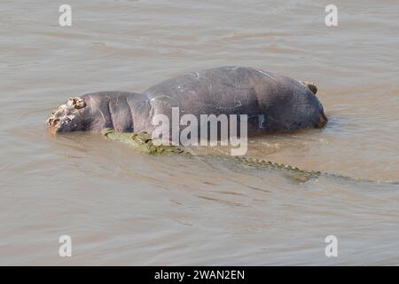 Zambia, Luangwa meridionale. Coccodrillo del Nilo che mangia ippopotamo nel fiume Luangwa. Foto Stock