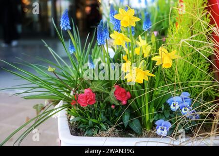 Fiori primaverili in vaso come narcisi e giacinti d'uva sulla strada come colorata decorazione pasquale in città, spazio di copia, fuoco selezionato, d stretto Foto Stock