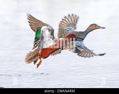 Una coppia di anatre Cinnamon Teal vola insieme sopra uno stagno di colore chiaro all'inizio della primavera. Foto Stock