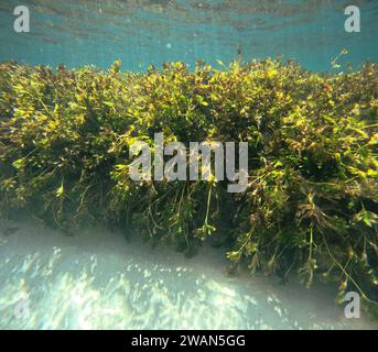 Prato di agrassi (Amphibolis antarctica), Rottnest Island, Perth, Australia Occidentale Foto Stock