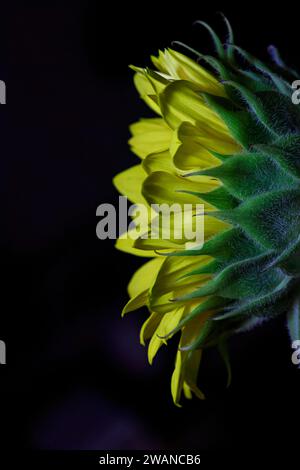 Girasole isolato in nero. La bellezza della natura è arte... Petali gialli brillanti con foglie verdi che abbracciano il fiore in fiore. Foto Stock