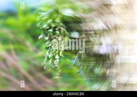 Fungo lichen che cresce su un albero dopo una pioggia estiva. La bellezza della natura è arte... Foto Stock