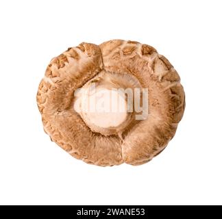 La vista dall'alto dei funghi shiitake è isolata su sfondo bianco con un percorso di ritaglio. Foto Stock