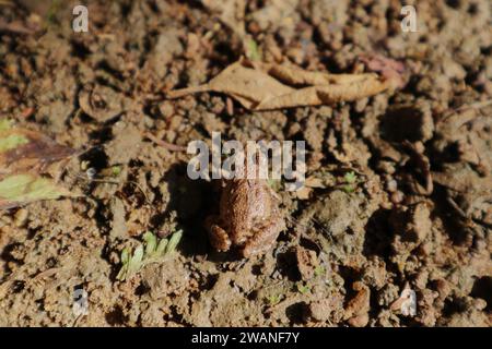 Una rana da cricket a gambe lunghe (Minervarya syhadrensis) è seduta sul terreno fangoso in una zona umida, con vista dorsale ad alto angolo dal retro. La sma Foto Stock