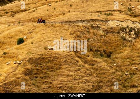 Un contadino sul suo quad e i suoi cani lavorano le pecore sulle secche colline di Wairarapa in estate Foto Stock