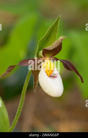 Ladyslipper montagna (Cypripedium montanum) lungo Luisa Trail, Kootenai National Wildlife Refuge, Idaho Foto Stock