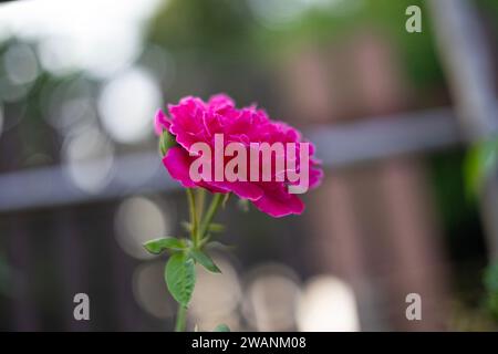 Bellissime rose rosa che fioriscono nel mio giardino. Sfocatura dello sfondo. Rosa sconvolgente che fiorisce con foglie verdi e alcuni fiori in erba. Foto Stock