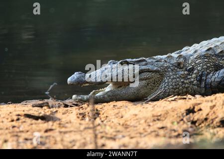 Un primo piano del rapinatore a bocca aperta Crocodile che si crogiola su banchi di sabbia Foto Stock