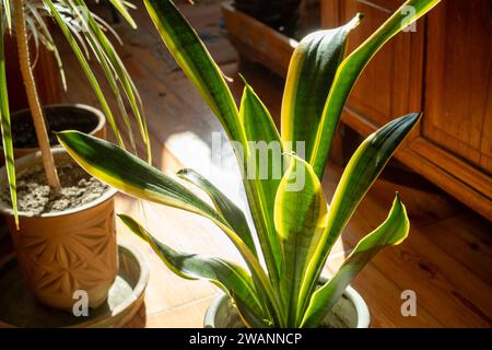 Sansevieria trifasciata 'Laurentii Nana' Foto Stock