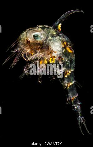 Crab zoea , Crab plankton Foto Stock