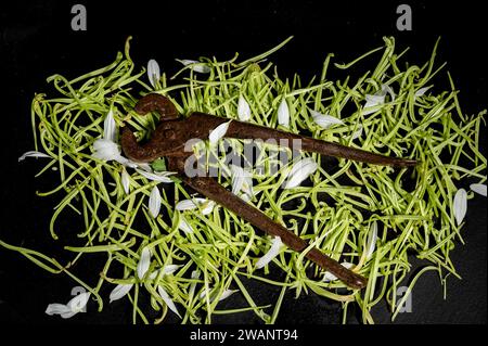 Natura morta creativa con vecchie pinze a mano in metallo arrugginito e erba verde su sfondo nero Foto Stock