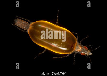 Gnathia maxillaris giovanile Foto Stock