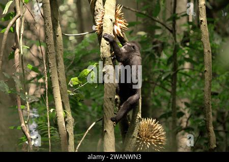 Un macaco crestato (Macaca nigra) sale una vite liana fruttata nella foresta di Tangkoko, Sulawesi settentrionale, Indonesia. La conservazione dei primati è una sfida comportamentale e come tale richiede soluzioni comportamentali informate, secondo un team di scienziati guidati da Harry Hilser nel loro articolo del 2023 pubblicato dall'International Journal of Primatology (accessibile tramite Springer). Ha anche bisogno, hanno scritto, 'Una strategia olistica di istruzione, sviluppo di capacità e conservazione basata sulla comunità attinge da una miscela di intuizioni provenienti da più discipline scientifiche sociali insieme alla ricerca diretta con le comunità... Foto Stock