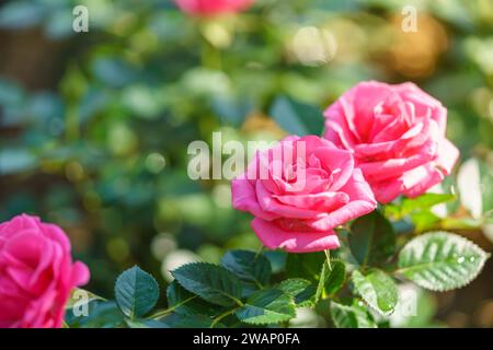 Primo piano del fiore di rosa sotto la luce del sole utilizzando come sfondo il paesaggio naturale delle piante, concetto di copertina della carta da parati ecologica. Foto Stock