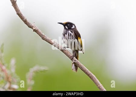 New Holland Honeyeater (Phylidonyris novaehollandiae) arroccato su un ramo Foto Stock