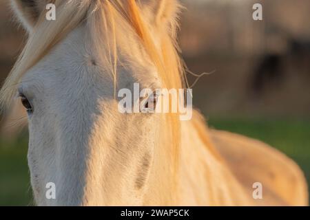 Cavallo bianco della Camargue nel sud della Francia. Cavalli allevati in libertà nel mezzo dei tori della Camargue negli stagni della Camargue. Addestrato per essere cavalcato Foto Stock