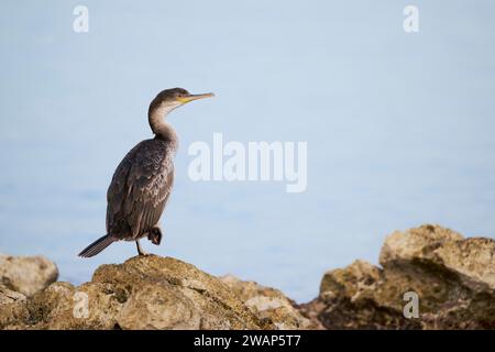 Shag comune (Gulosus aristotelis) giovanile, Istria, Croazia, Europa Foto Stock