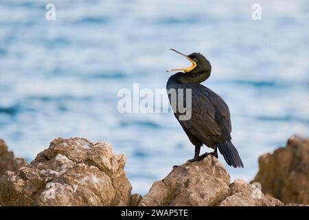 Shag comune (Gulosus aristotelis), Istria, Croazia, Europa Foto Stock