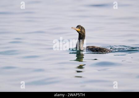 Shag comune (Gulosus aristotelis), Istria, Croazia, Europa Foto Stock