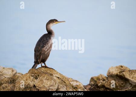 Shag comune (Gulosus aristotelis) giovanile, Istria, Croazia, Europa Foto Stock