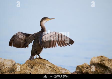 Shag comune (Gulosus aristotelis) giovanile, Istria, Croazia, Europa Foto Stock