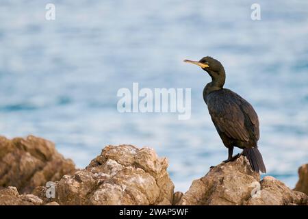 Shag comune (Gulosus aristotelis), Istria, Croazia, Europa Foto Stock