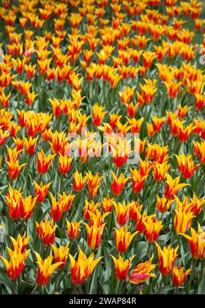 Blooming tulip colorati fiori nel giardino come sfondo floreale Foto Stock