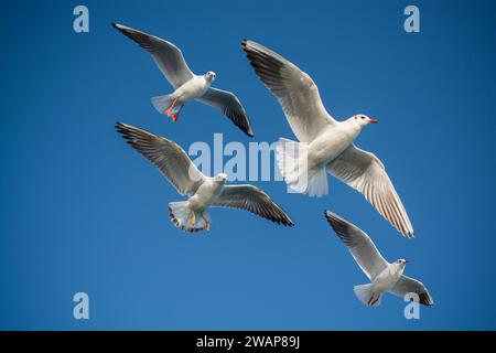 Coppia di gabbiani che vola in blu uno sfondo con cielo Foto Stock