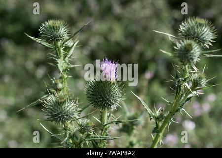 Bellissimi fiori di cardo in background della natura Foto Stock