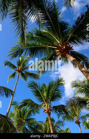 Vista verso l'alto di alte palme contro un cielo blu limpido in un ambiente tropicale, Bayahibe, Repubblica Dominicana, Hispaniola, Caraibi, America centrale Foto Stock